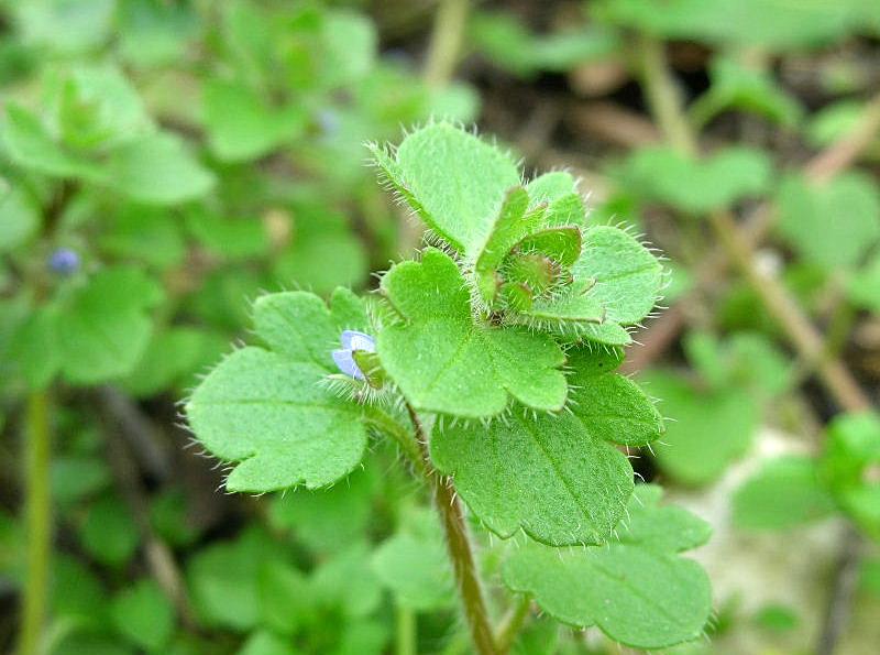 Veronica hederifolia /  Veronica a foglie d''edera